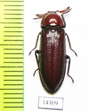 Callirhipidae sp.  Indonesia, Sumatra - INSECTS-STORE.RU