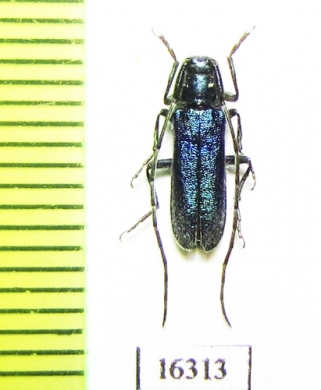 Agapanthia persicola  Armenia  - INSECTS-STORE.RU