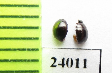 Myrmetes piceus  Russia, Tver reg. - INSECTS-STORE.RU