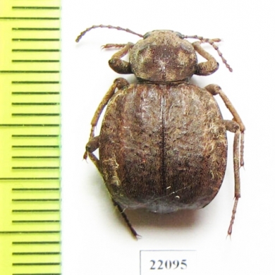 Tenebrionidae sp.  Zambia - INSECTS-STORE.RU