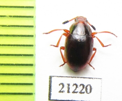 Tenebrionidae sp.  Madagascar - INSECTS-STORE.RU