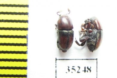 Camptocerus suturalis, pair  Peru - INSECTS-STORE.RU