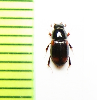 Aphodius quadrimaculatus, Czech Rep. - INSECTS-STORE.RU