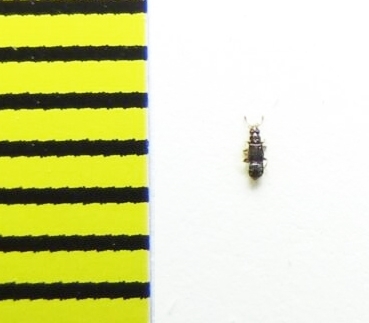 Bibloplectus ambiguus  Belorussia - INSECTS-STORE.RU