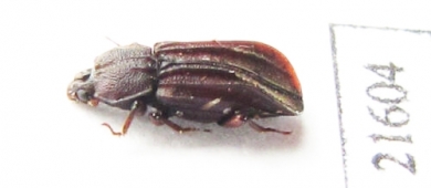 Bothrideridae, Antibothris sp.  Zambia - INSECTS-STORE.RU