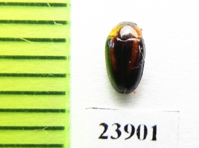 Erotylidae sp.  Guinee - INSECTS-STORE.RU