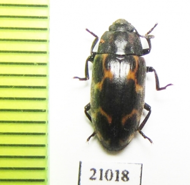 Erotylidae sp.  Zambia - INSECTS-STORE.RU