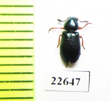 Cleridae sp.  South Africa Rep. - INSECTS-STORE.RU