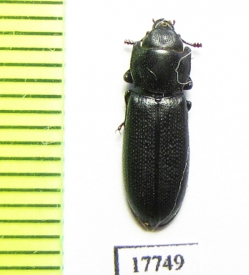 Trogossitidae sp.  Iran, Sistan prov. - INSECTS-STORE.RU