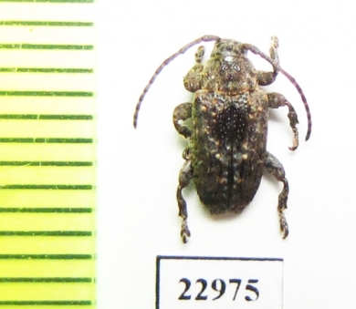 Cerambycidae sp.  South Africa Rep. - INSECTS-STORE.RU