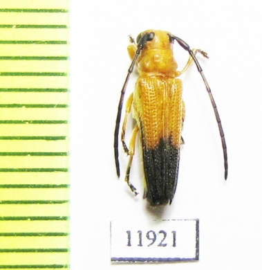 Cerambycidae sp.  Ethiopia - INSECTS-STORE.RU