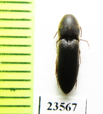 Eucnemidae sp.  Malaysia - INSECTS-STORE.RU