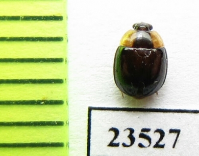 Psephenidae sp.?  Peru - INSECTS-STORE.RU