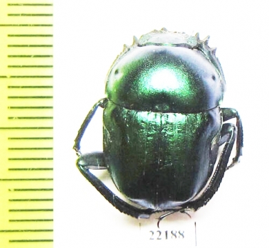 Garreta sp.  Zambia - INSECTS-STORE.RU