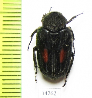 Cetoniinae sp.  Indonesia, Java isl. - INSECTS-STORE.RU