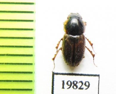 Aphodius rapax  Afghanistan - INSECTS-STORE.RU