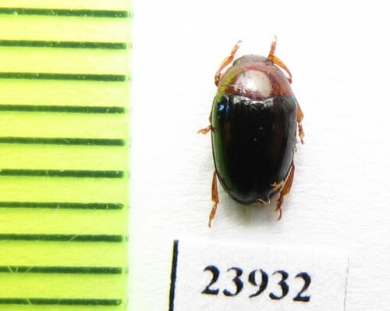 Erotylidae sp.  Guinee - INSECTS-STORE.RU