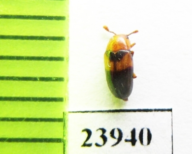 Dacne japonica  Russia, Far East - INSECTS-STORE.RU