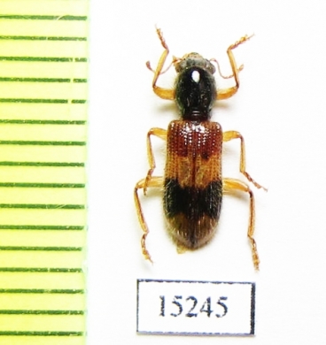 Cleridae sp. Laos - INSECTS-STORE.RU