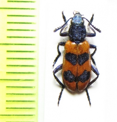 Calendyma chilensis  Chile - INSECTS-STORE.RU