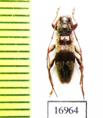 Cerambycidae sp.  New Zealand - INSECTS-STORE.RU