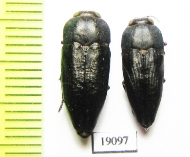 Sphenoptera sp.  Tunis - INSECTS-STORE.RU