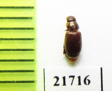 Eremazus unistriatus  Jordan - INSECTS-STORE.RU