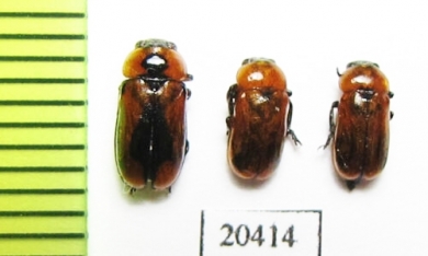 Chrysomelidae sp.  Thailand - INSECTS-STORE.RU