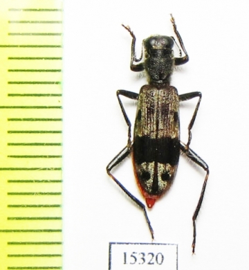 Cleridae sp. Laos - INSECTS-STORE.RU