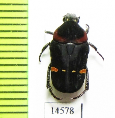 Cetoniinae sp.  Indonesia, Kalimantan - INSECTS-STORE.RU