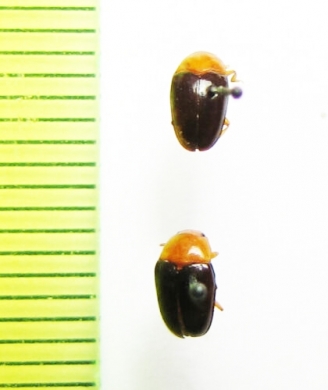 Triplax lepida  Azerbaijan - INSECTS-STORE.RU