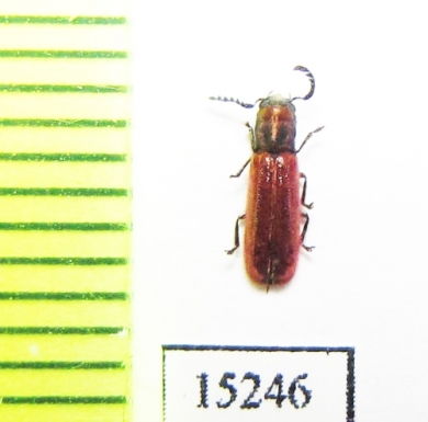 Cleridae sp. Laos - INSECTS-STORE.RU