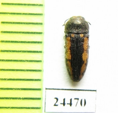 Acmaeodera ? bipunctata  Lebanon - INSECTS-STORE.RU