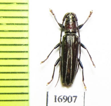 Cerambycidae sp.  New Caledonia - INSECTS-STORE.RU