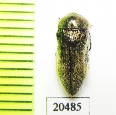 Acmaeoderella vetusta  Iran, Esfahan prov. - INSECTS-STORE.RU