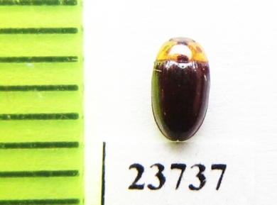 Triplax signaticollis  Russia, Far East - INSECTS-STORE.RU