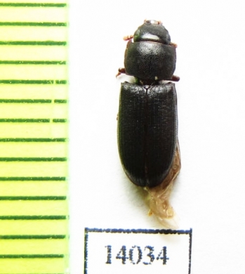 Trogossitidae sp.  Peru - INSECTS-STORE.RU