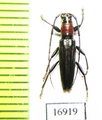 Cerambycidae sp.  New Caledonia - INSECTS-STORE.RU