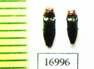 Endelus sp.  Indonesia, Sumatra - INSECTS-STORE.RU