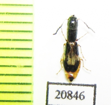 Cleridae sp. Laos - INSECTS-STORE.RU