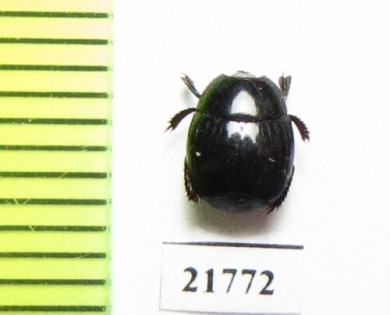 Hister sp.  Colombia - INSECTS-STORE.RU