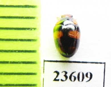 Erotylidae sp.  Malaysia - INSECTS-STORE.RU