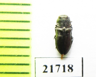 Anthaxia ? conradti  Kirgizstan - INSECTS-STORE.RU