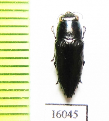 Sphenoptera andamanensis  Indonesia, Lomblen isl. - INSECTS-STORE.RU