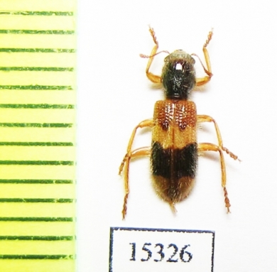 Cleridae sp. Laos - INSECTS-STORE.RU