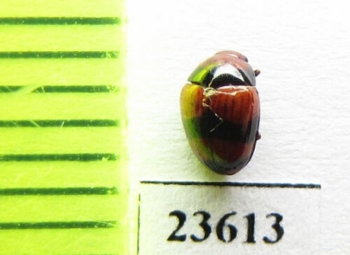 Erotylidae sp.  Malaysia - INSECTS-STORE.RU