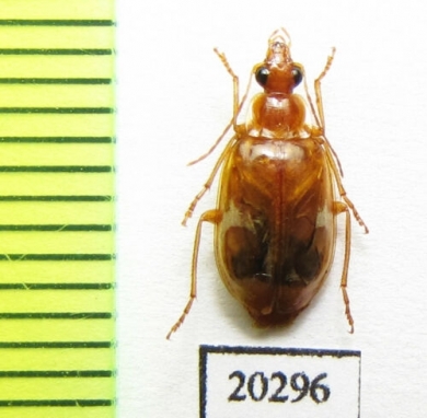 Lebidia bioculata  Russia, Far East - INSECTS-STORE.RU