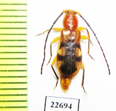 Cerambycidae sp.  South Africa Rep. - INSECTS-STORE.RU