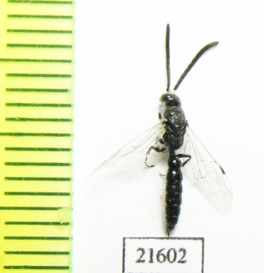 Tiphiidae sp.  South Africa Rep. - INSECTS-STORE.RU