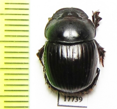 Catharsius sp.  South Africa Rep. - INSECTS-STORE.RU